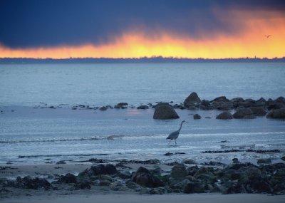 A heron at sunset