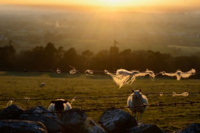 The golden fleece