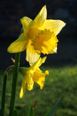 Daffs 