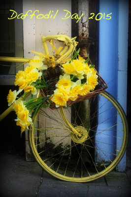 Daffodil Day