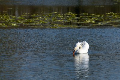 Swan at Stephenstown Pond