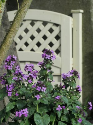 Cottage Garden