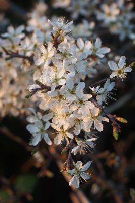 Blossoms