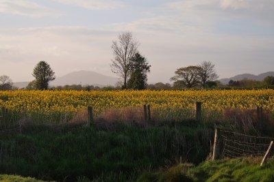 Fields of golden