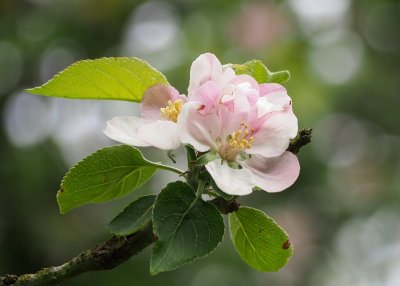 More blossoms