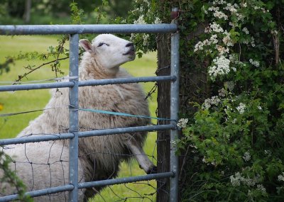 The enterprising ewe