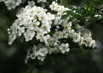 Hawthorn