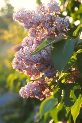 Last of the lilacs