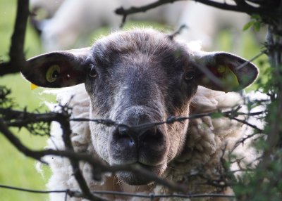 Ever get the feeling someone is watching ewe?