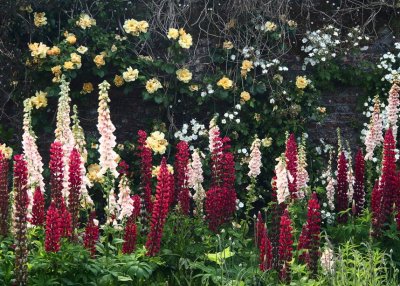 Lupins and roses, Lismore