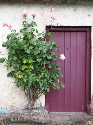 Cottage roses