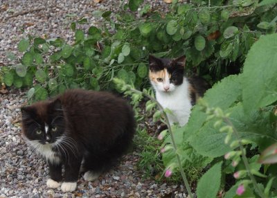 Kittens on meeting Fudge