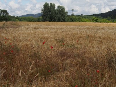 Summer field