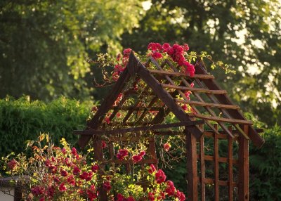 Rambling Roses