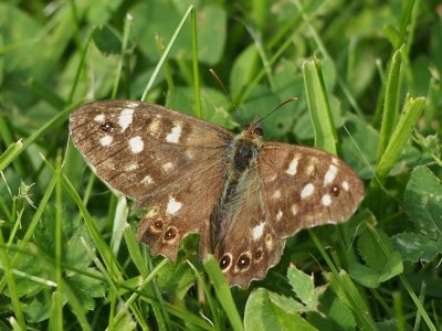 Speckled Wood