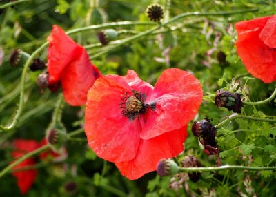 Late blooming poppies