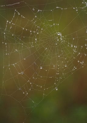 The foggy dew and spiders' webs