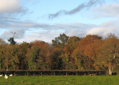 Tipping's Wood in autumn