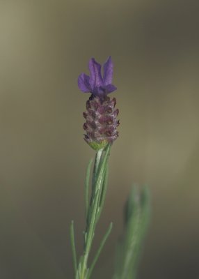 Late lavendar