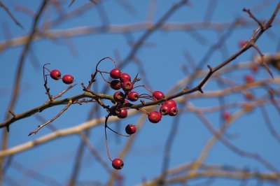 Winter berries