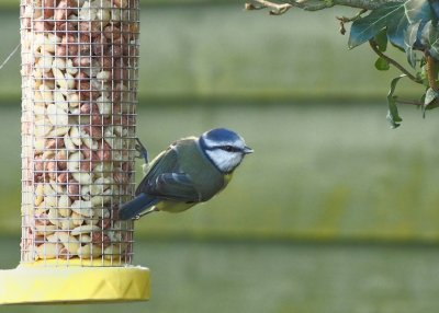 Blue tit