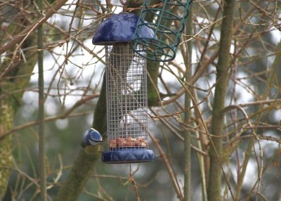 Blue Tit