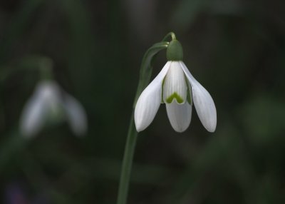 Snowdrops