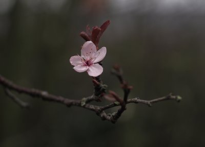 First blossom and the winds doth blow