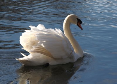 Swan on a sunny spring day