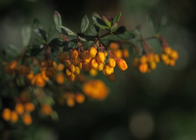 Orange flowers on an Evergreen Berberis