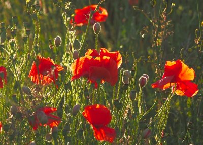 Sunlit poppies