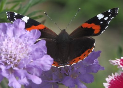 Red Admiral