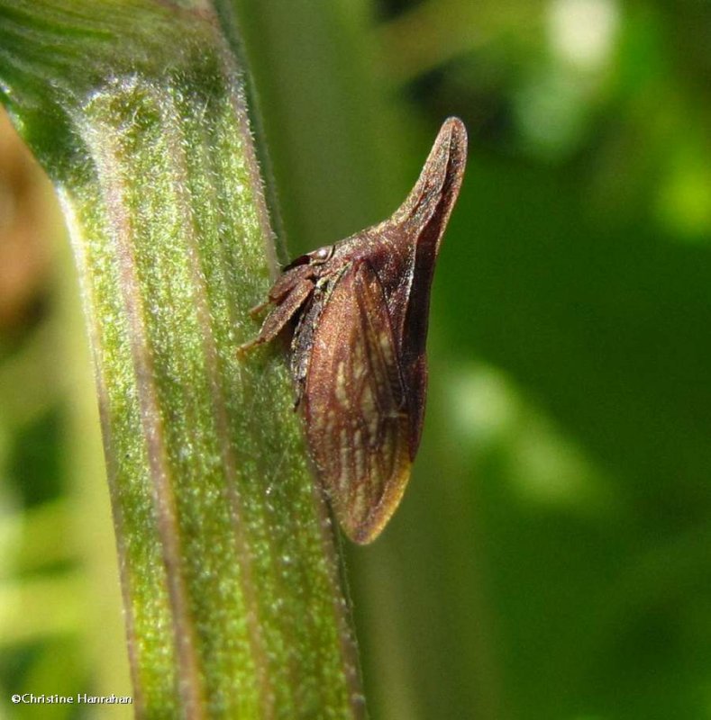 Treehopper (Enchenopa latipes)