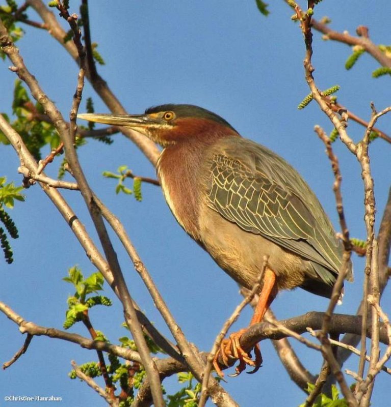 Green heron