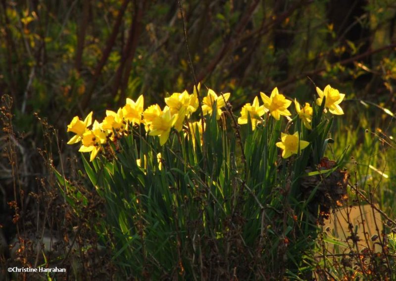 Daffodils in early light