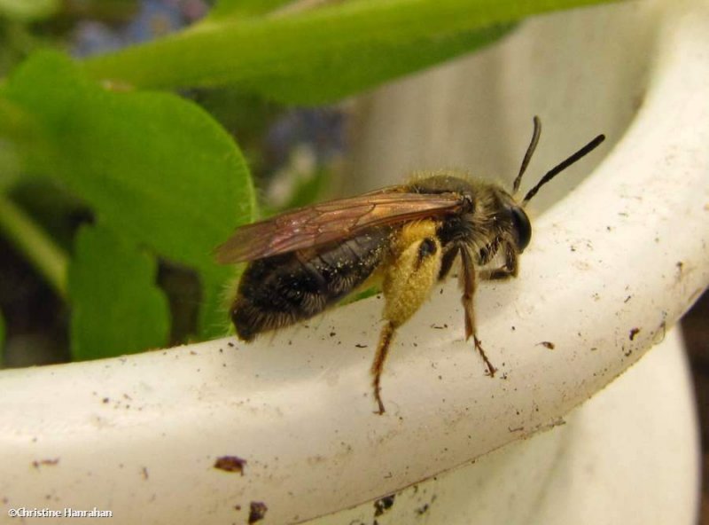 Andrenid bee (<em>Andrena</em> sp.)