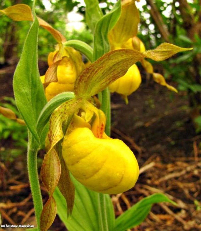 Yellow lady's-slipper (Cypripedium parviflorum)