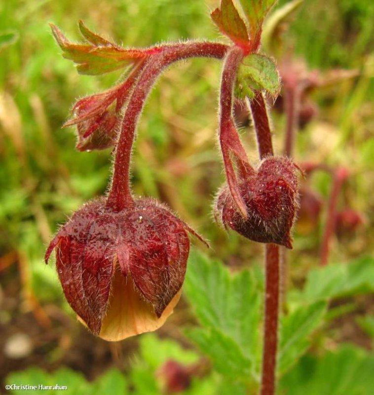 Water avens (Geum rivale)