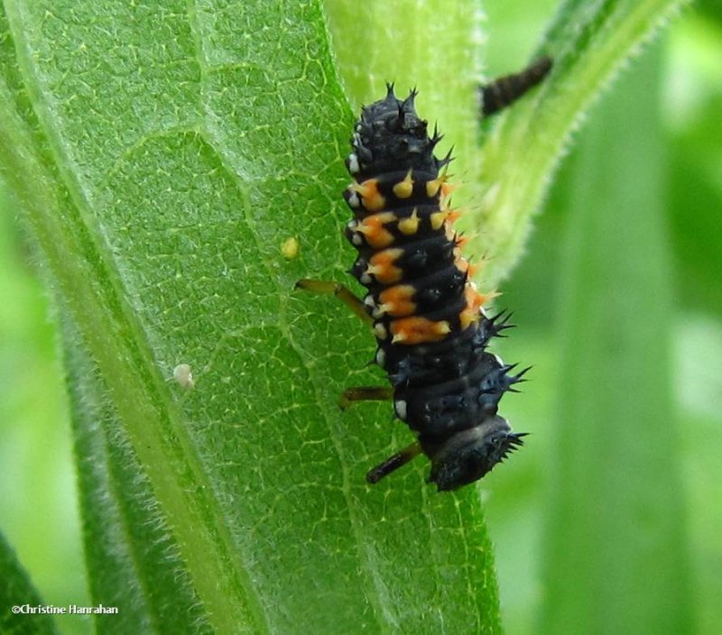  Asian ladybeetle larva (<em>Harmonia  axyridis</em>)