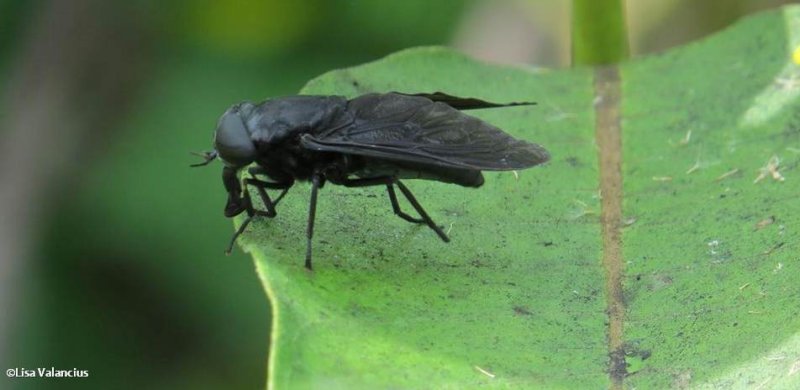 Horse fly (Tabanus atratus)