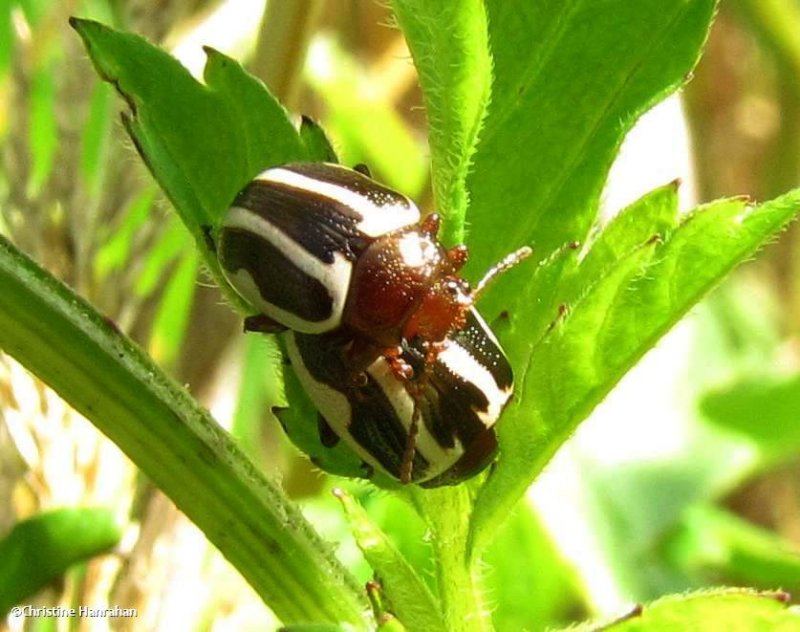 Ragweed beetles (Zygogramma suturalis)