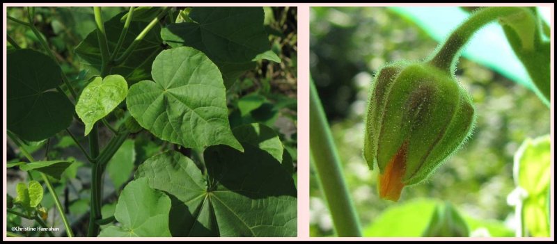 Velvet leaf  (Abutilon theophrasti)