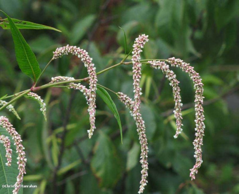 Smartweed (Polygonum sp.)