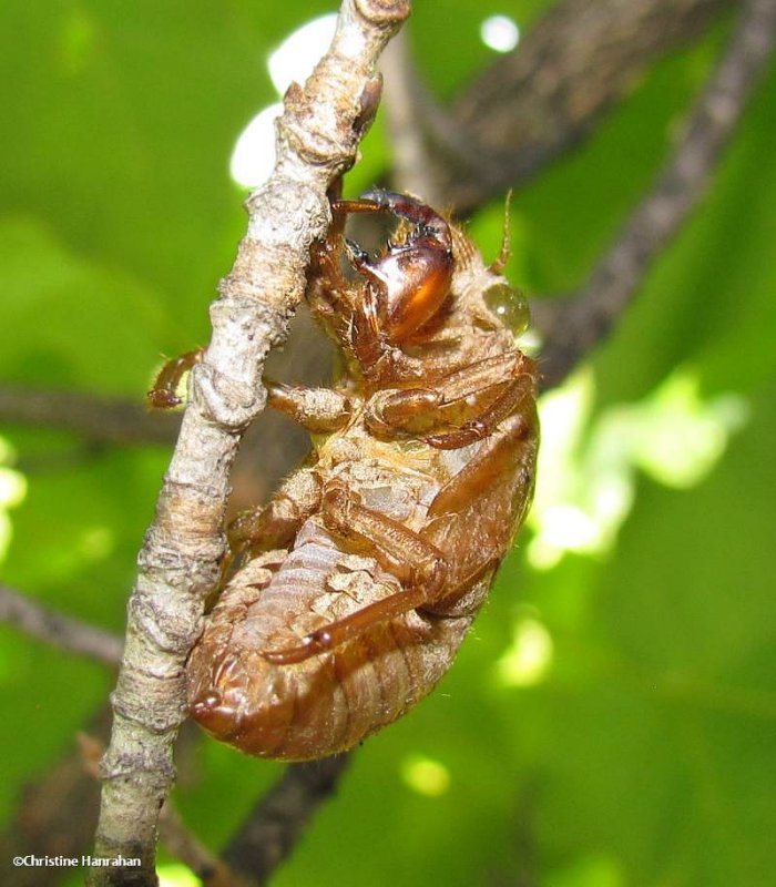 Dog-day Cicada exuviae (Tibicen canicularis)