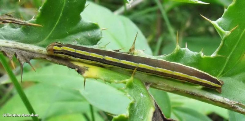 Striped garden caterpillar (Trichordestra legitima)