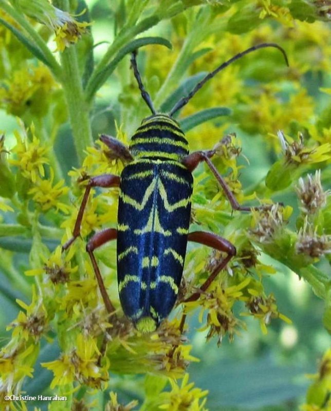 Locust borer beetle (Megacyllene robiniae)