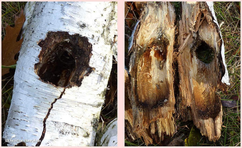 Nest cavity in birch