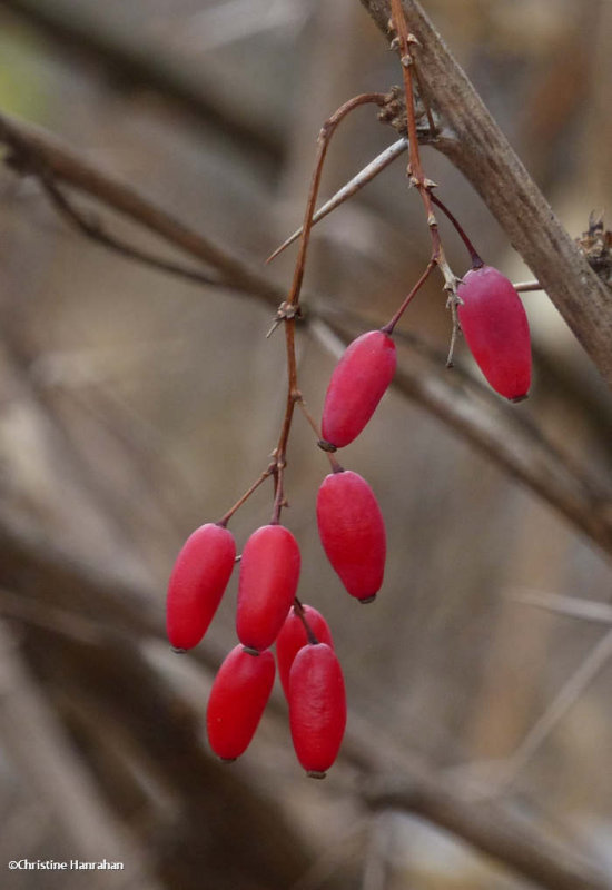 Barberry (Berberis)