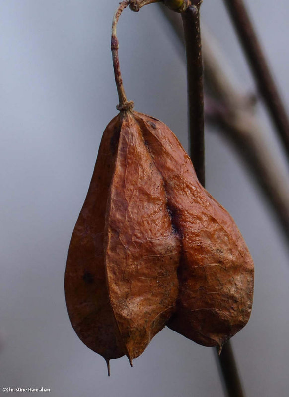 Bladdernut shrub seedpods (Staphylea trifolia)