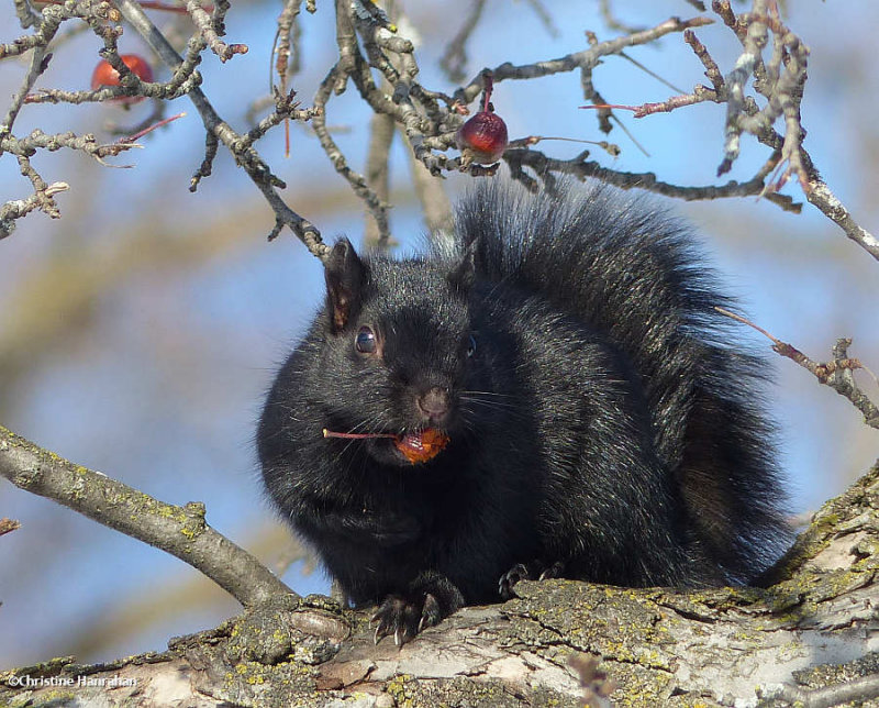 Grey squirrel with crabapple